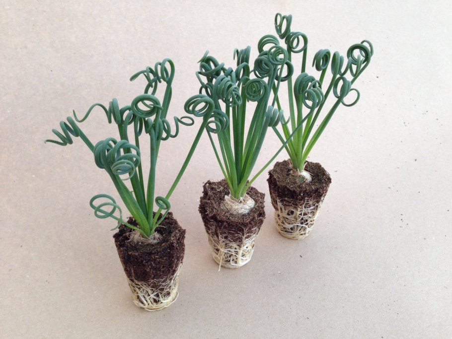 Спиральная трава (Moraea tortilis)