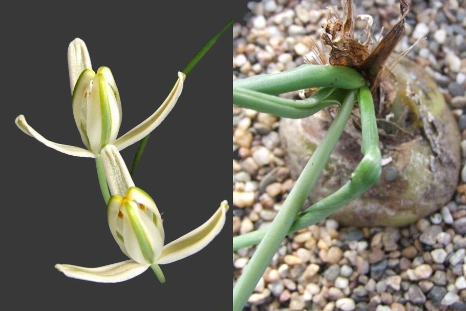 Albuca polyphylla