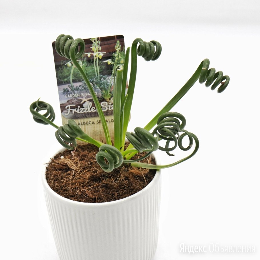 Albuca Namaquensis Spiral grass