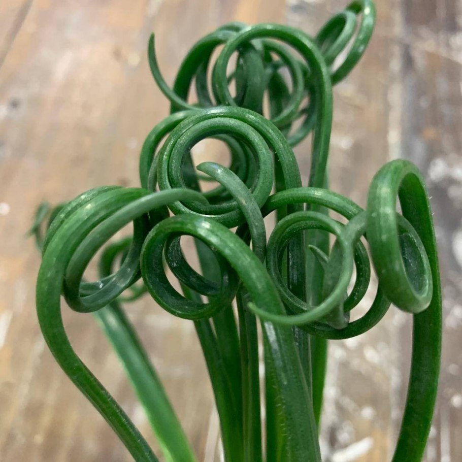 Альбука Спиралис