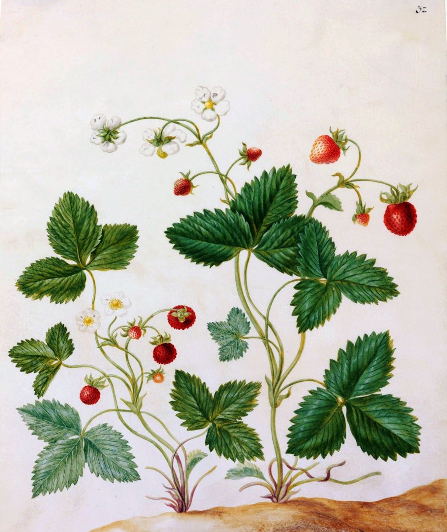 Fragaria vesca Ботаническая иллюстрация