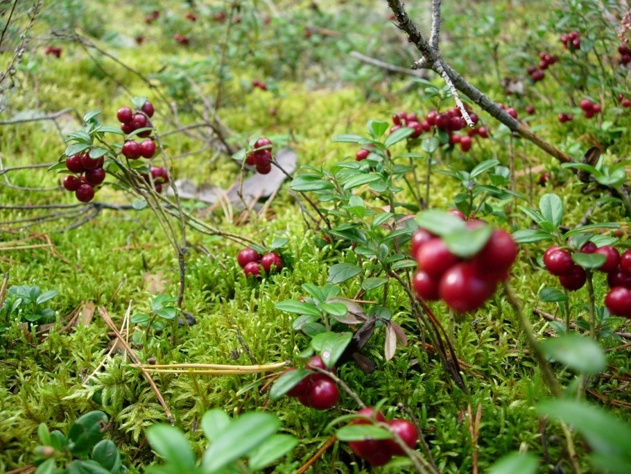Брусника в Якутии