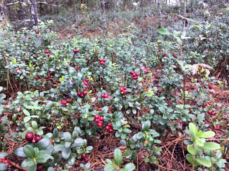 Во Бору брусника