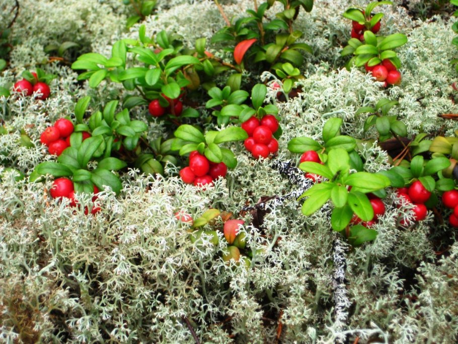 Брусника на ягеле