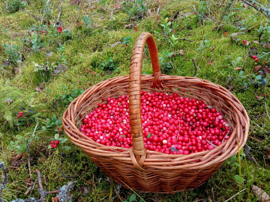 Клюква в корзинке