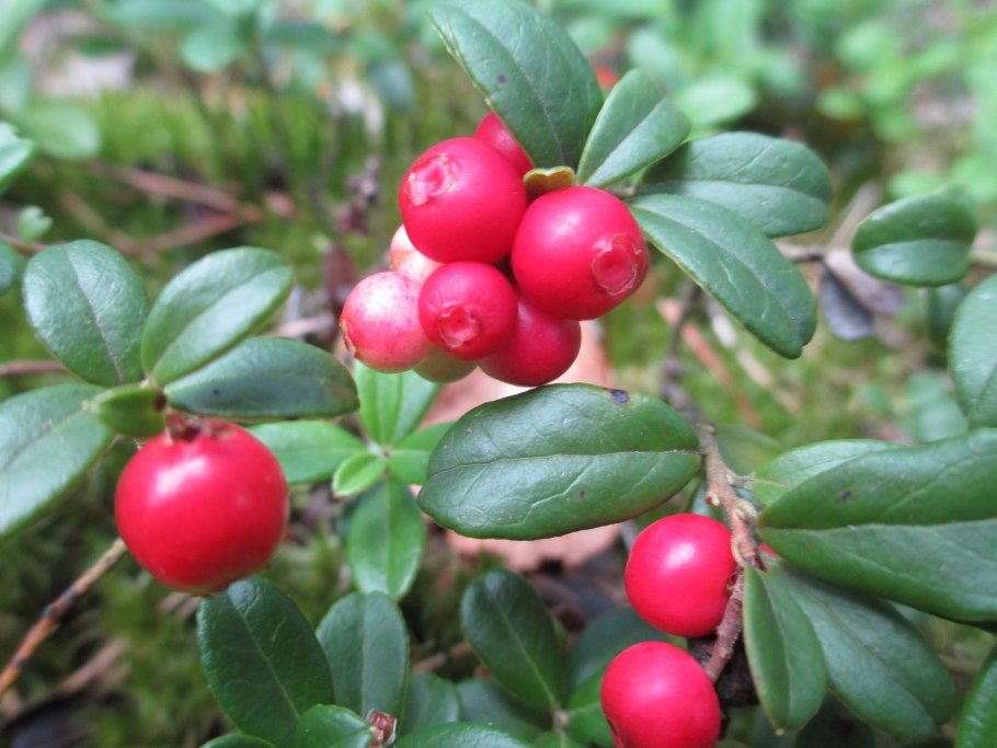 Брусника Лесная