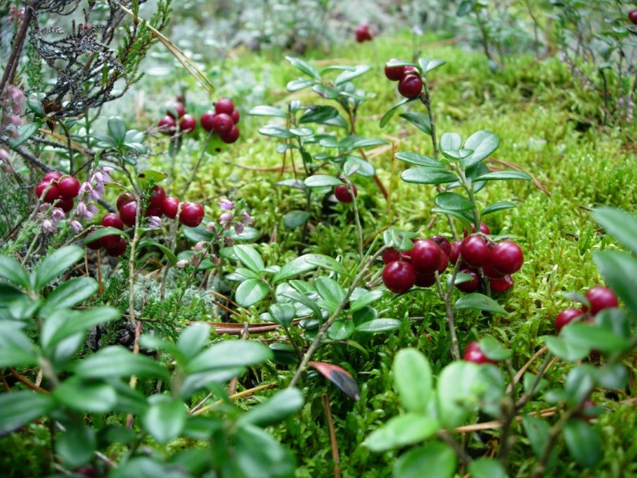 Брусника Мурманск