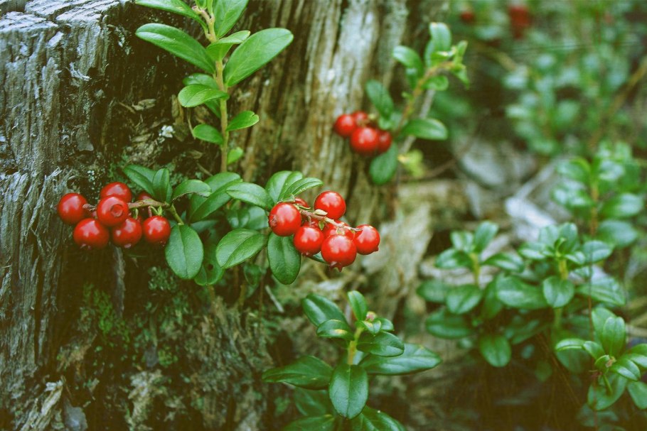 Брусника обыкновенная ягоды