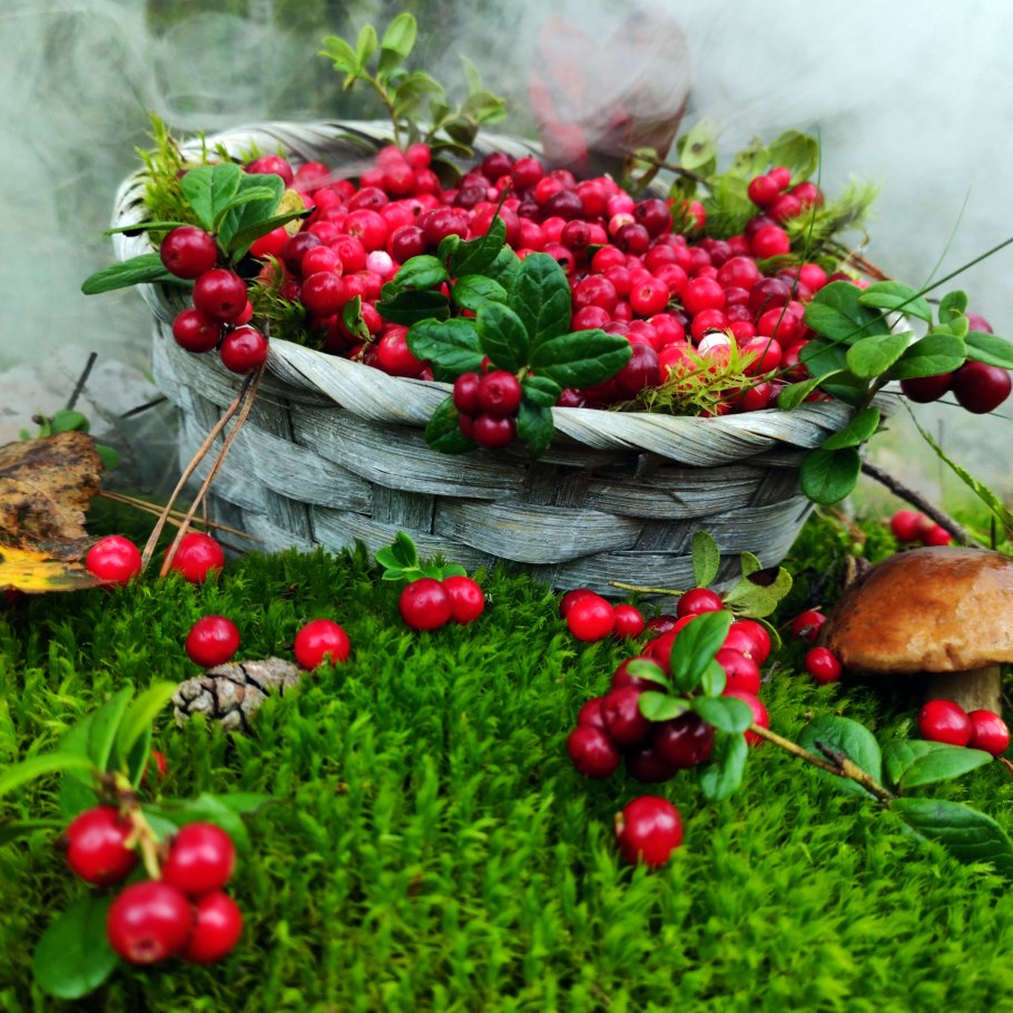 Брусника осенью в лесу