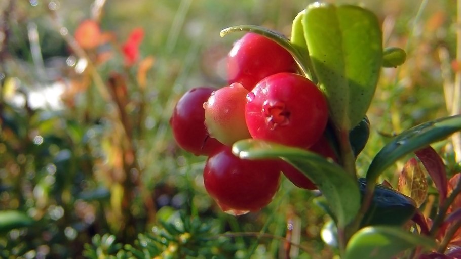 Клюква брусника Морошка