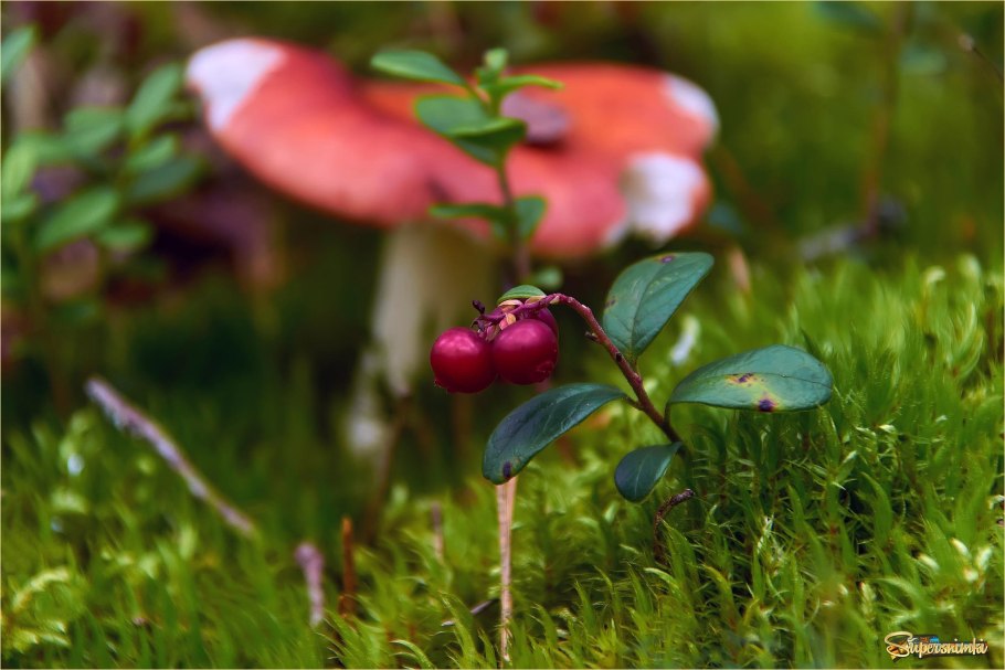 Бор брусничник