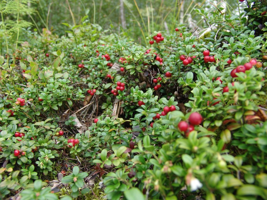 Красника клоповка Сахалинская