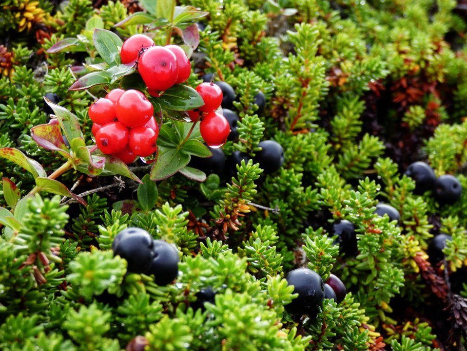 Ягоды в Сосновом лесу