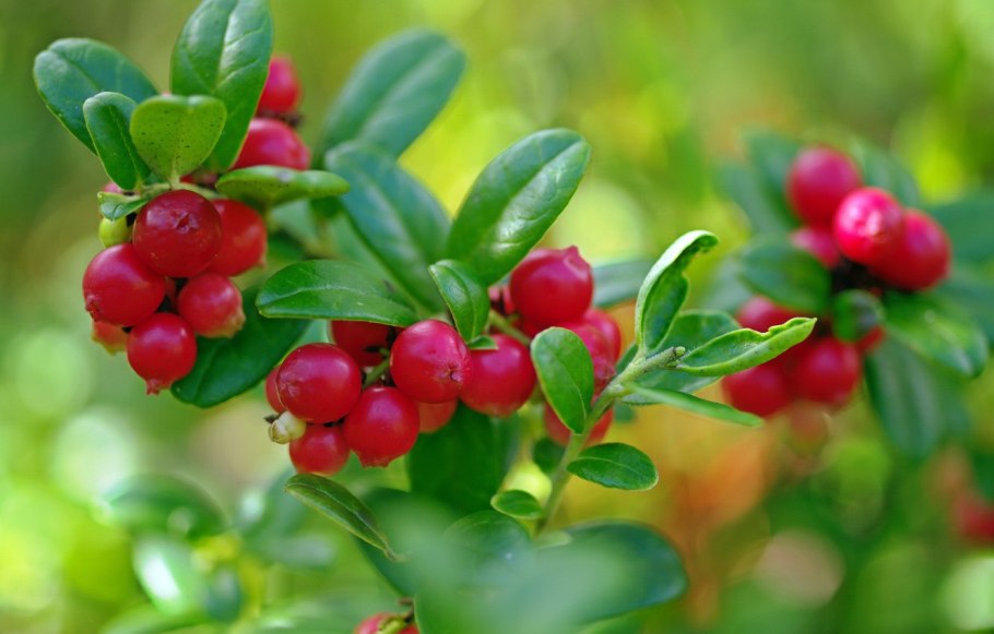 Брусника ягода