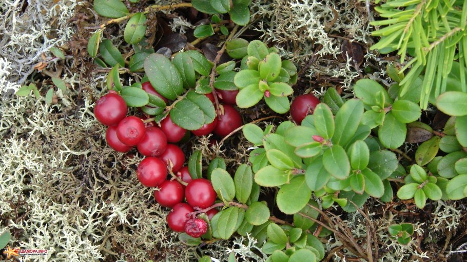 Черника брусника мхи