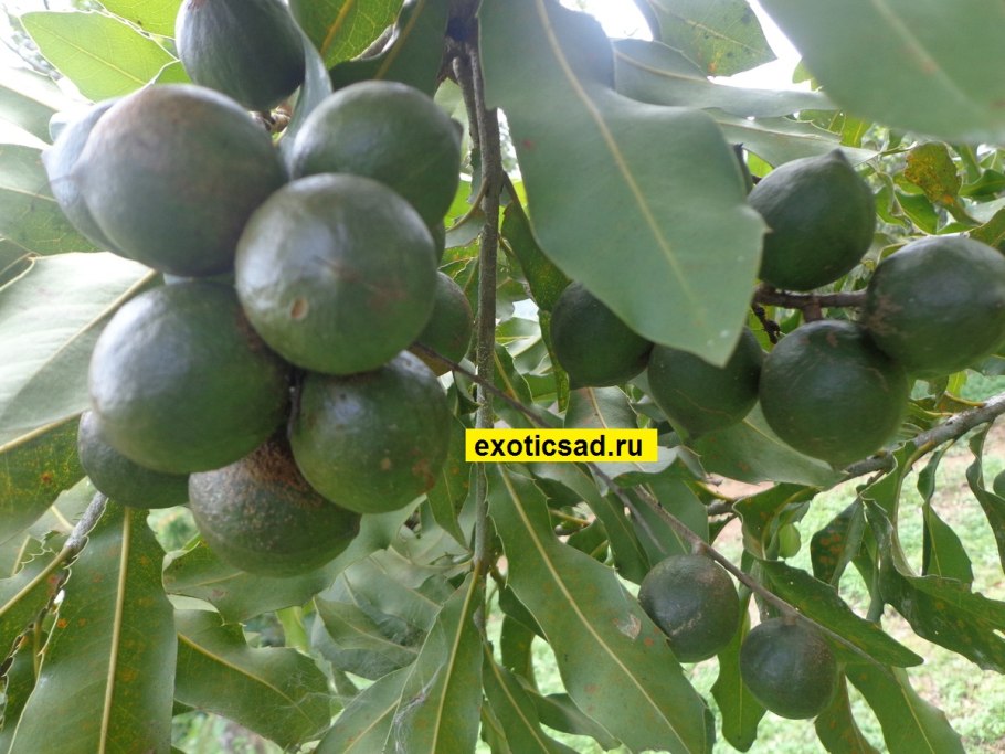 Bertholletia Excelsa "бразильские орехи"