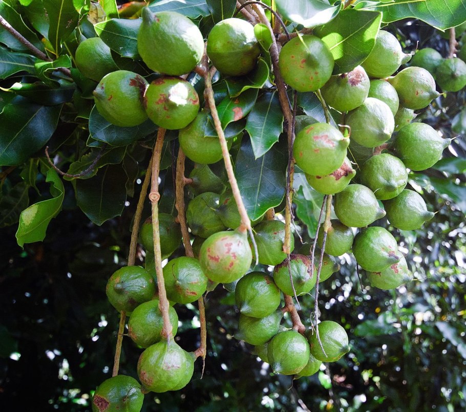 Макадамия орех растение