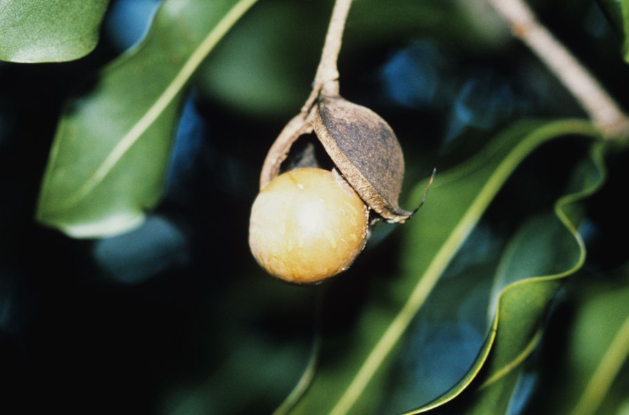 Манго фрукт дерево