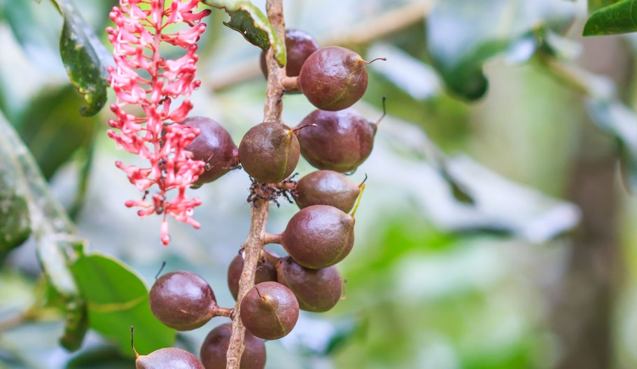 Макадамское дерево
