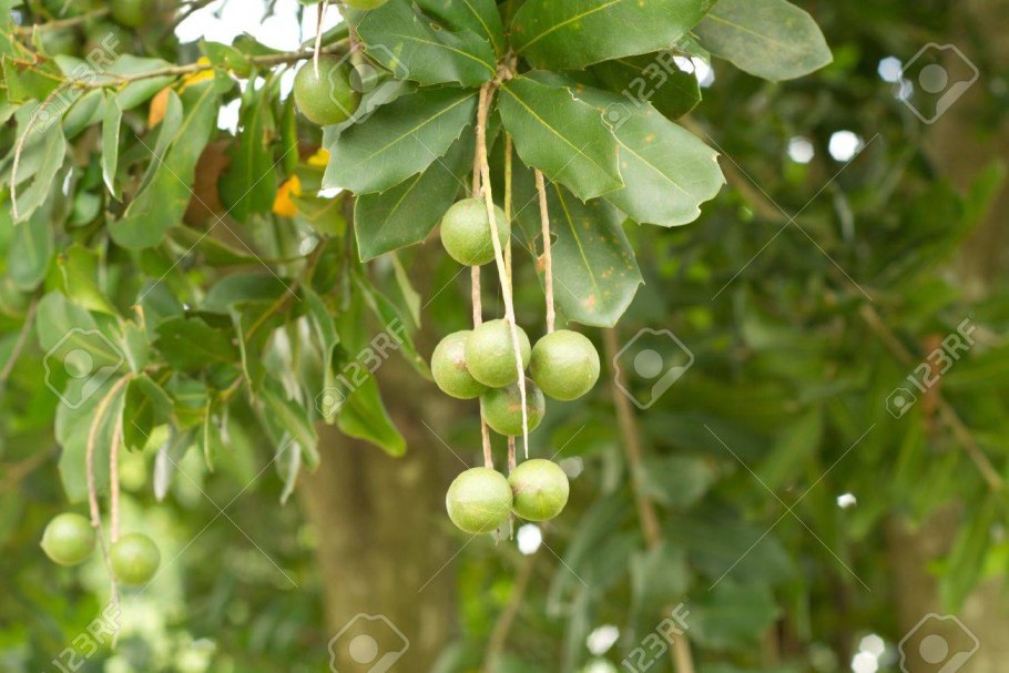 Макадамский орех куст