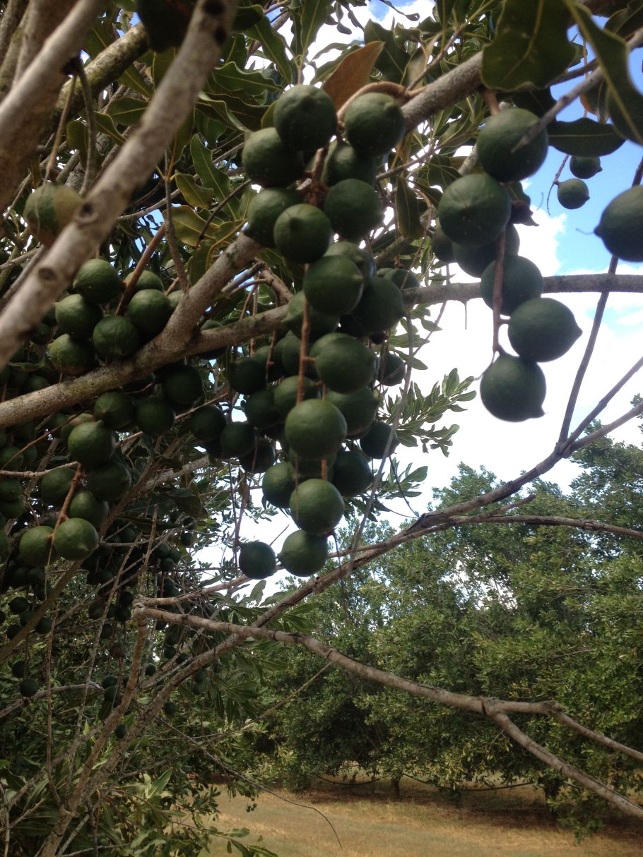 Макадамия плодовые деревья