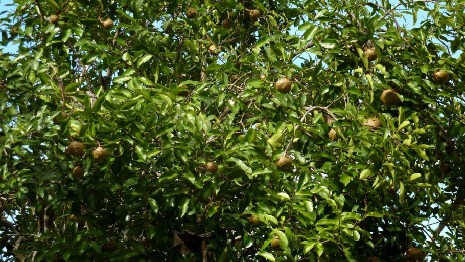 Орешник макадамия