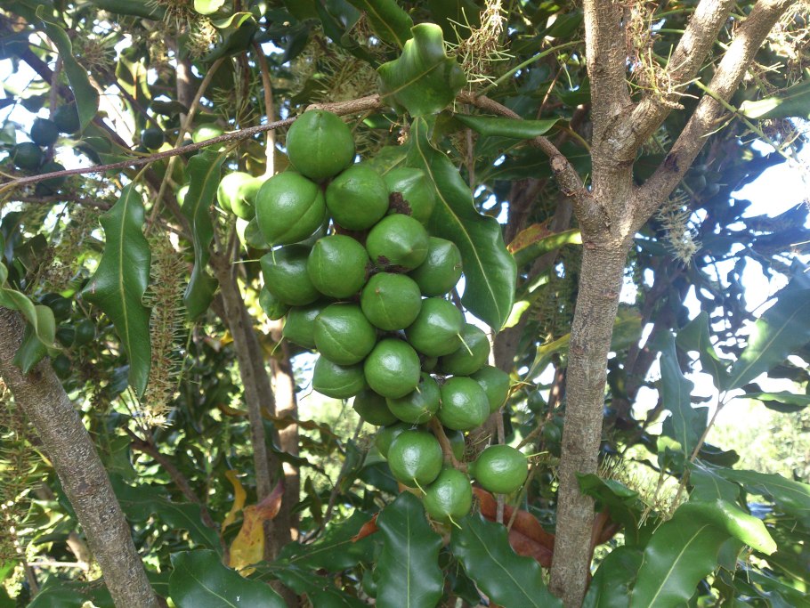 Макадамия орех дерево