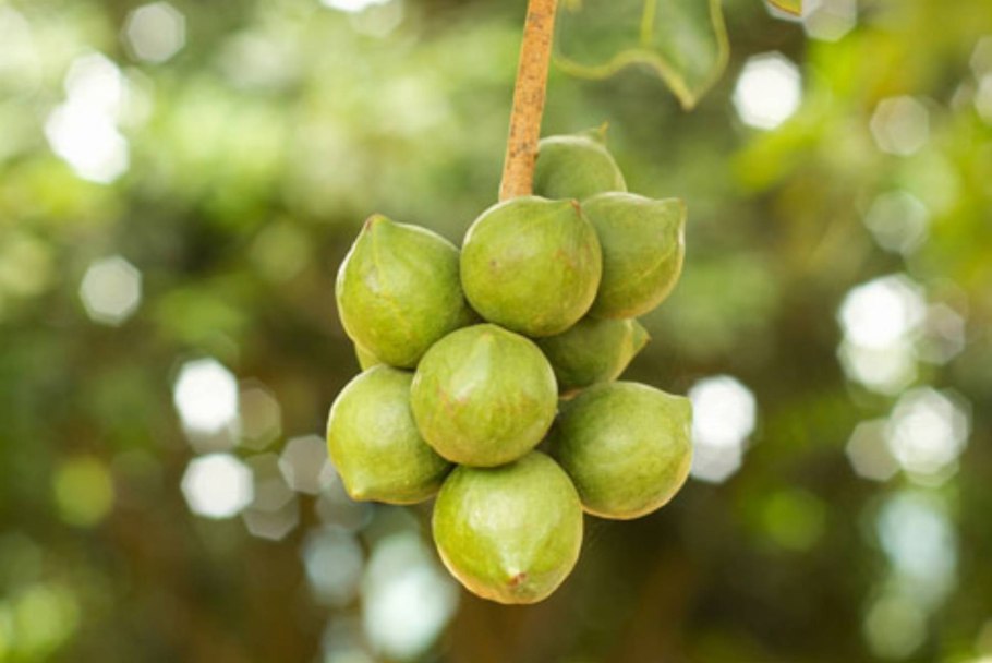 Каштан плод Желудь