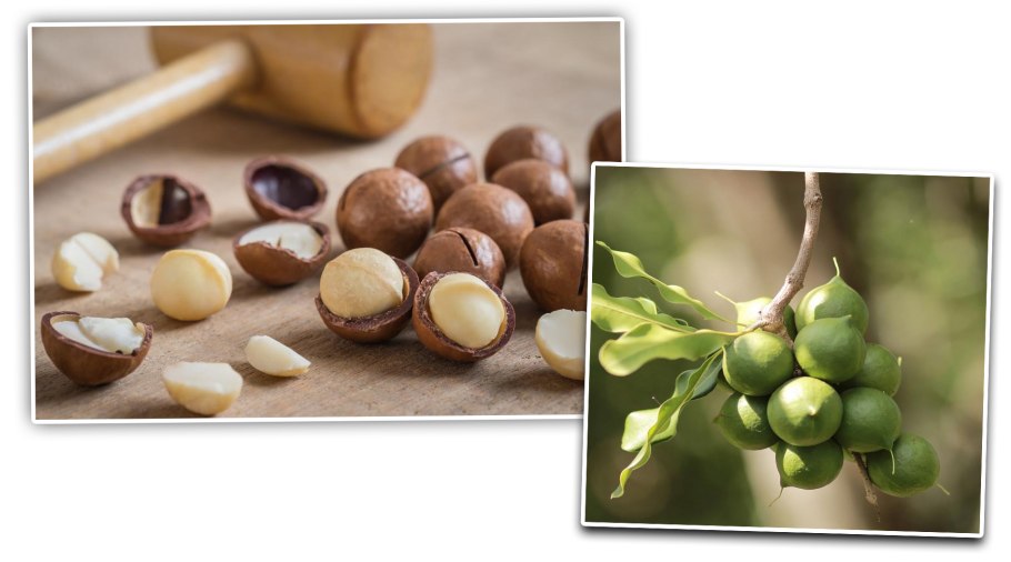 Макадамия дерево