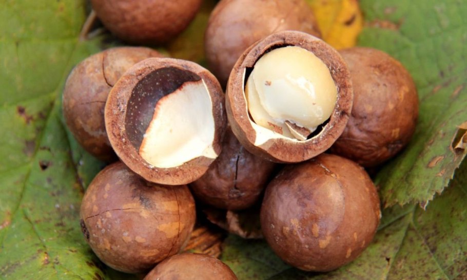 Орех макадамия австралийский