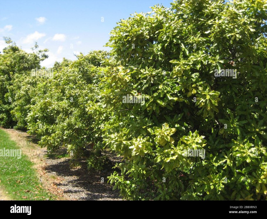 Макадамия орех дерево