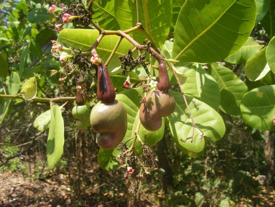 Anacardium occidentale