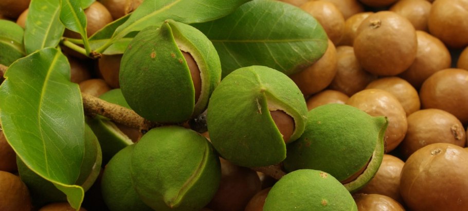 Родина макадамского ореха