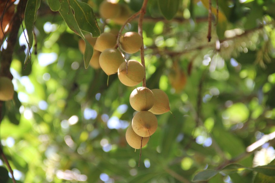 Орех макадамия австралийский
