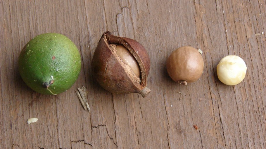 Квинслендский орех