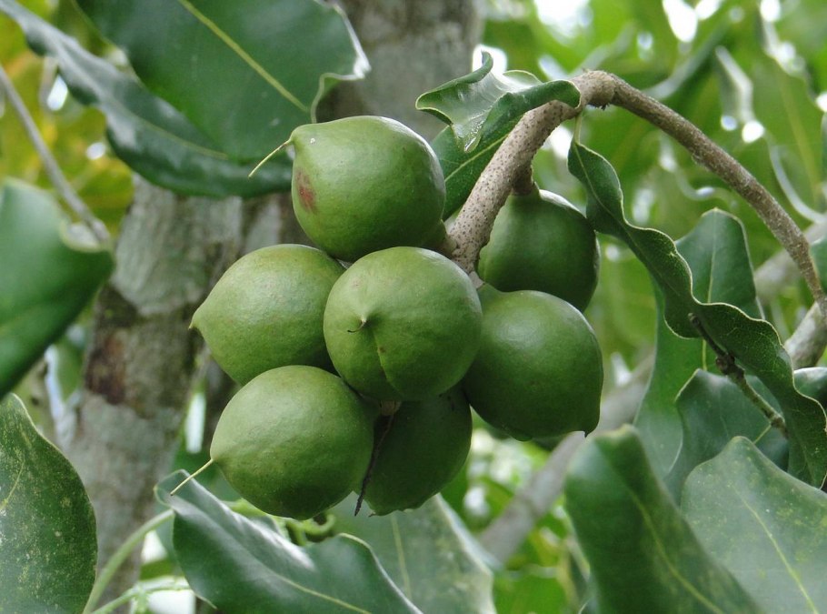 Дерево макадамия фото с плодами