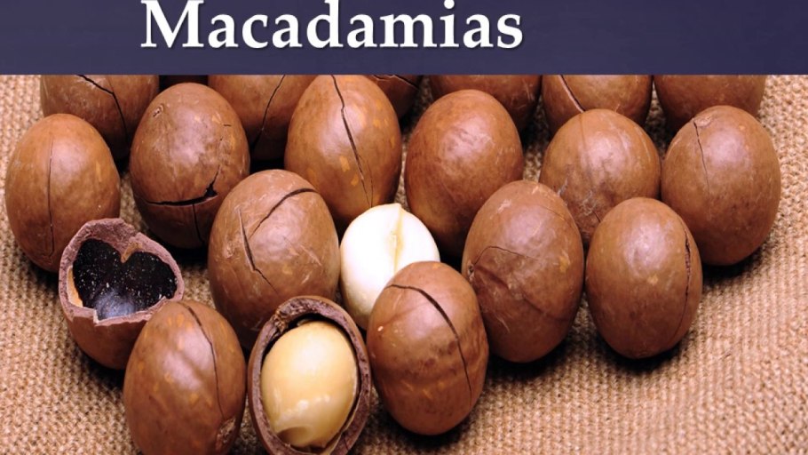 Мадагаскарский орех