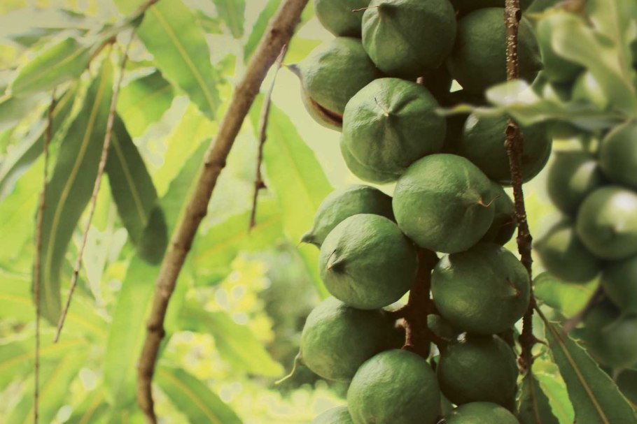 Королевский орех макадамия