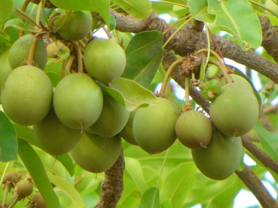 Орех микамидия