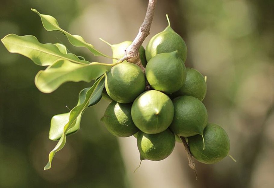 Орех макадамия австралийский