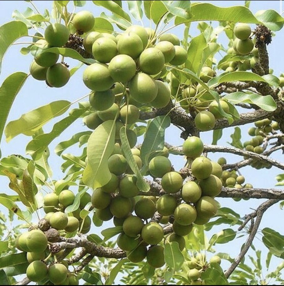 Макадамия ядро