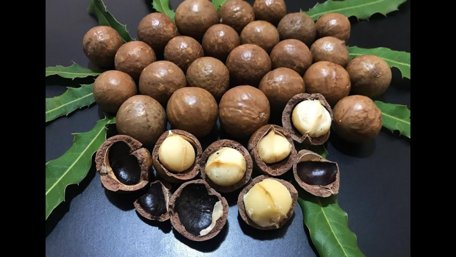 Макадамия дерево