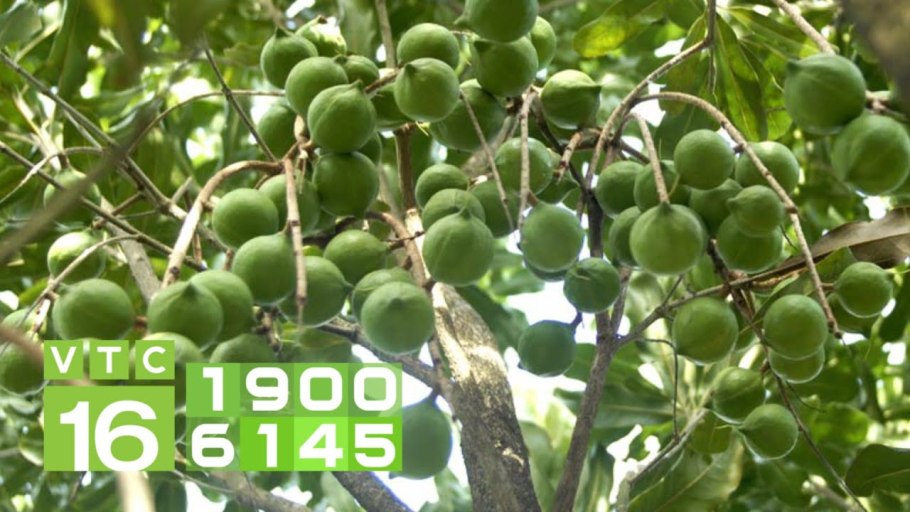 Родина макадамского ореха