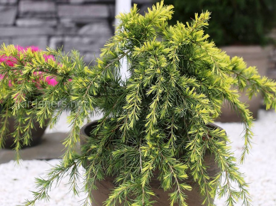 Кедр Гималайский Golden Horizon