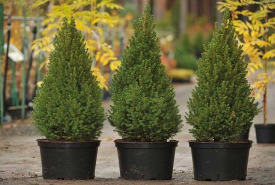 Ель Коника стрижка