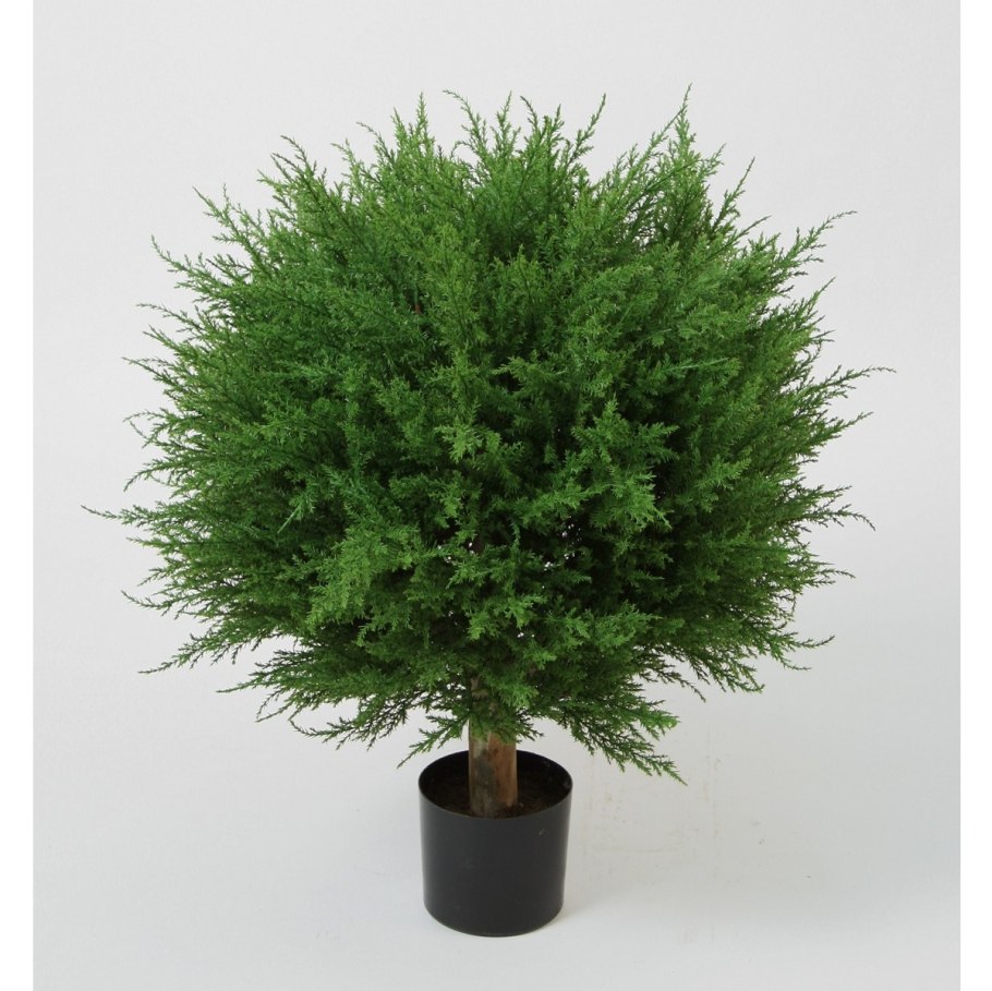 Купрессус микрокарпа