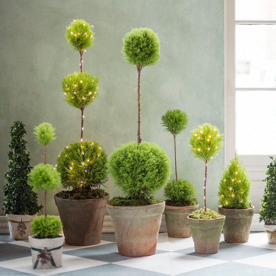 Хвойные комнатные растения