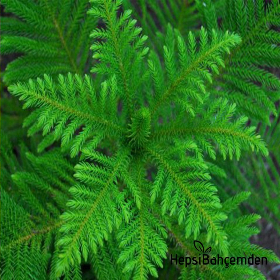 Араукария разнолистная