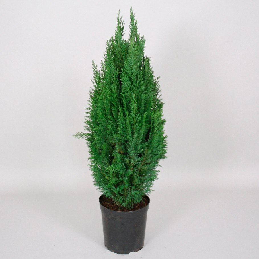 Кипарисовик Лавсона Элвуди Уайт