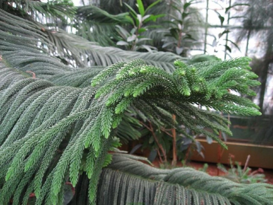 Елка араукария